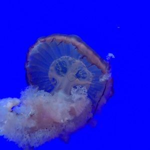 Meet your Posher, Jessalyn